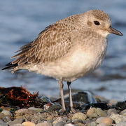 Winter plumage Winter plumage