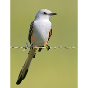 Note: whitish head and long tail. Note: whitish head and long tail.