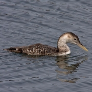 Adult nonbreeding Adult nonbreeding