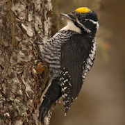 Male. Note: yellow on head Male. Note: yellow on head