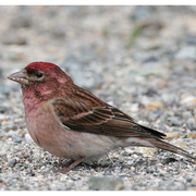 Male. Note: dark red crown, streaked back, and fine streaks on flanks Male. Note: dark red crown, streaked back, and fine streaks on flanks