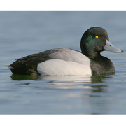 Male. Note: green tinge head and large nail on bill. Male. Note: green tinge head and large nail on bill.