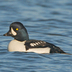 Male. Note: steep forehead, and white crecent on face. Black meets water towards front of sides (compare male Common Goldeneye).